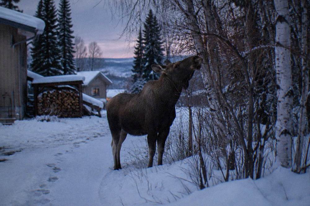 A moose standing in deep snow among birch trees at dusk