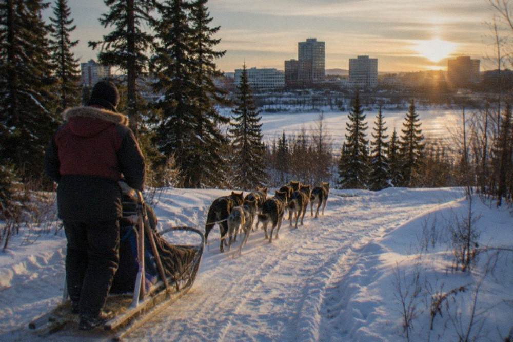 A dog musher guiding a sled team along a snow-packed trail through tall spruce trees