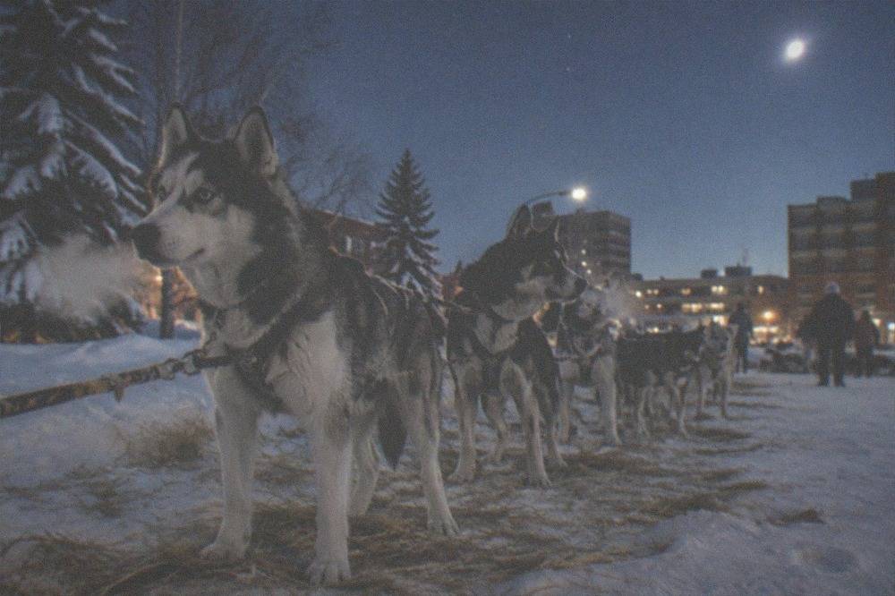 Husky dogs harnessed in a line on snow, breath visible in cold air under a starry sky
