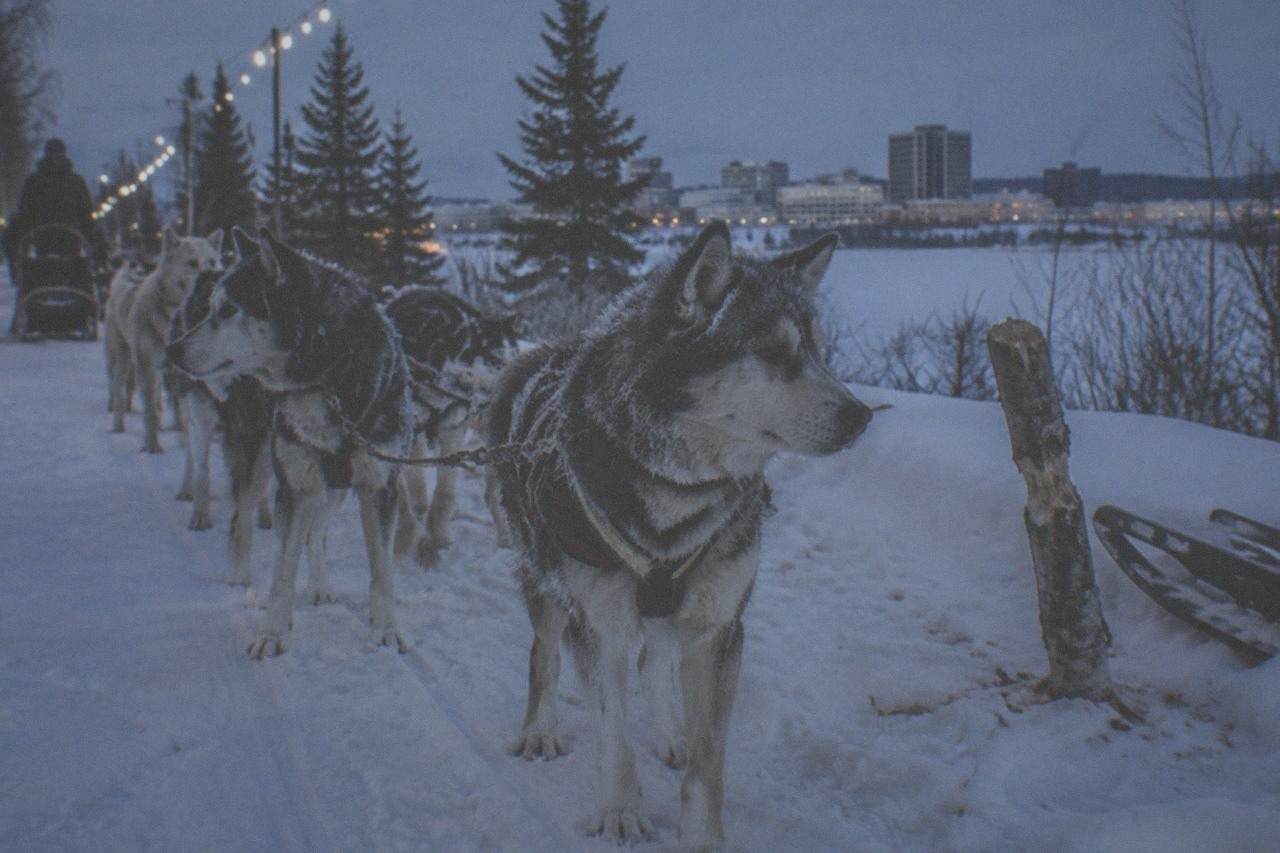 A dog team standing on a snowy forest trail at dusk with headlamps glowing in Fairbanks