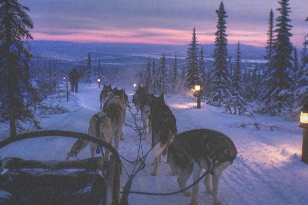 A team of sled dogs harnessed in a snowy forest clearing with lantern light on the packed trail