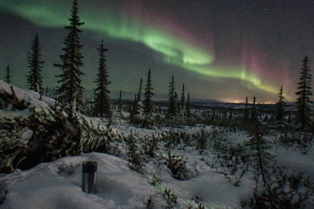 Vibrant pink and green aurora bands arching above dark spruce trees in Interior Alaska