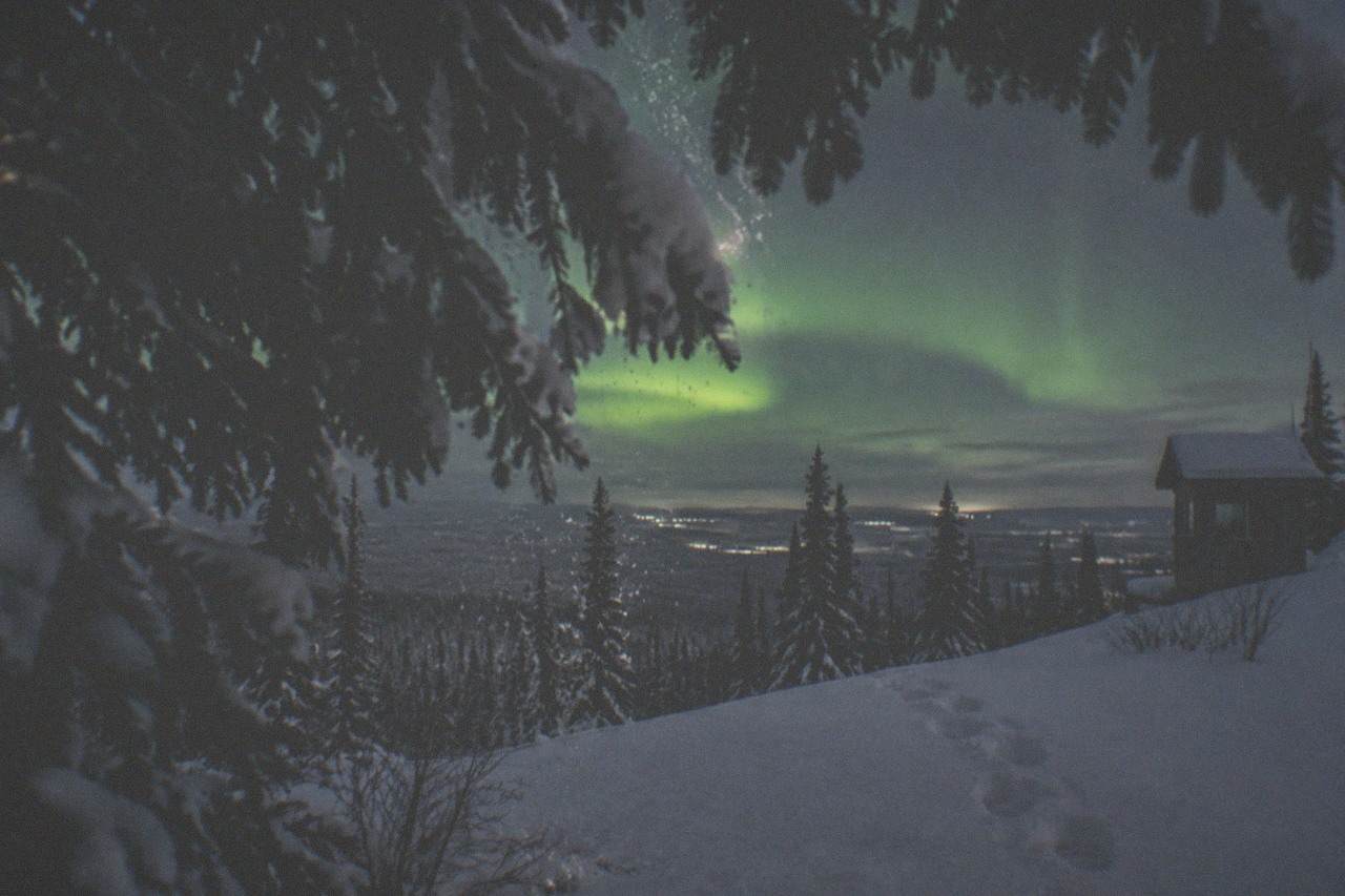 Snow covered spruce forest under a dark winter sky with a faint green aurora glow